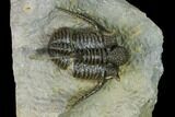 Very Detailed Cyphaspis Trilobite - Ofaten, Morocco #170929-3